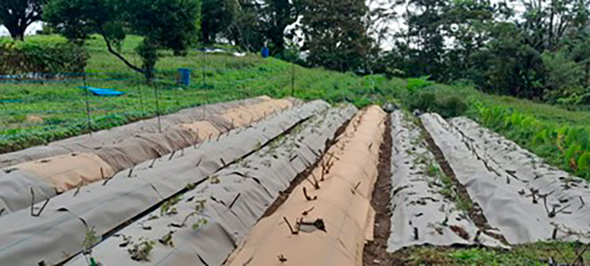 Pose de carton pour une plantation de ka-manioc